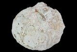 Fossil Sea Urchin (Drocidaris) - Morocco #104513-1